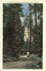 A Beautiful Roadway In Woodland Park Postcard