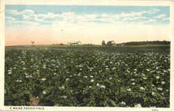 A Maine Potato Field Postcard