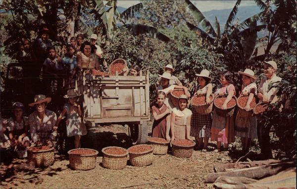 Coffee Berries being Transported to Ox-cart Coffee & Tea