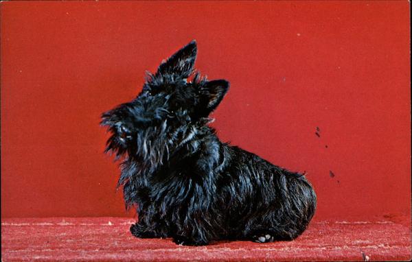 Black Scotty Dog Dogs