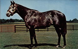 Iron Ruler - Merrybrook Farm Reddick, FL Horses Postcard Postcard