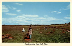 Cranberry Bog at Picking TIme Postcard