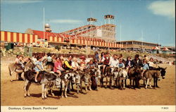 Donkeys - Coney Beach Postcard