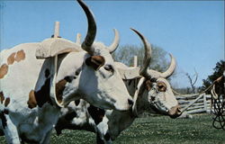 Big Thicket Longhorn Oxen Liberty, TX Postcard Postcard