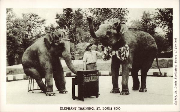 Elephant Training, St. Louis Zoo Missouri