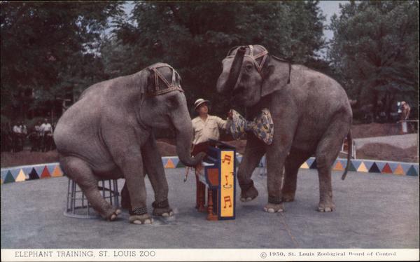 Elephant Training at St. Louis Zoo Missouri