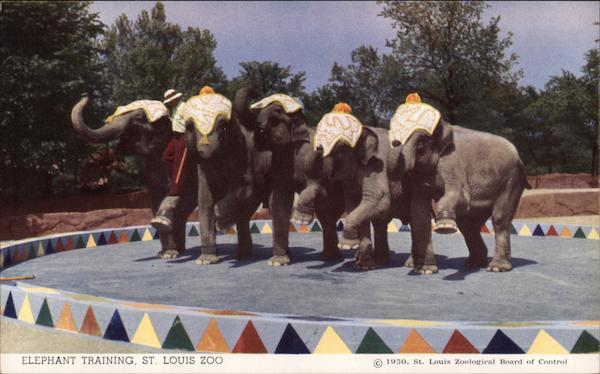 Elephant Training, St. Louis Zoo Missouri