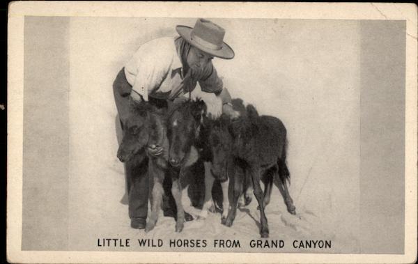 Little Wild Horses from Grand Canyon