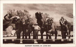 Elephant Training, St. Louis Zoo Postcard