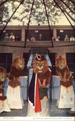 King Leo, St. Louis Zoo Missouri Postcard Postcard