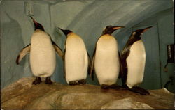 San Diego Zoo Postcard