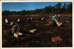Cranberry Picking Time Postcard