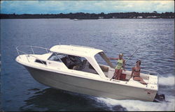 Dolphin 233 Postcard