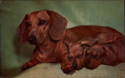 Dachsunds Postcard