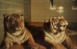 Bengal Tigers In Zoo Milwaukee, WI Postcard Postcard