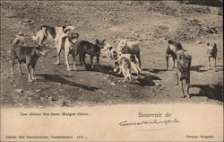 Street Dogs Postcard Postcard