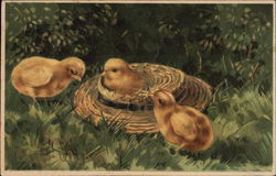 3 chicks & old straw hat Postcard
