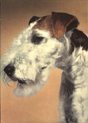 Fox Terrier Dogs