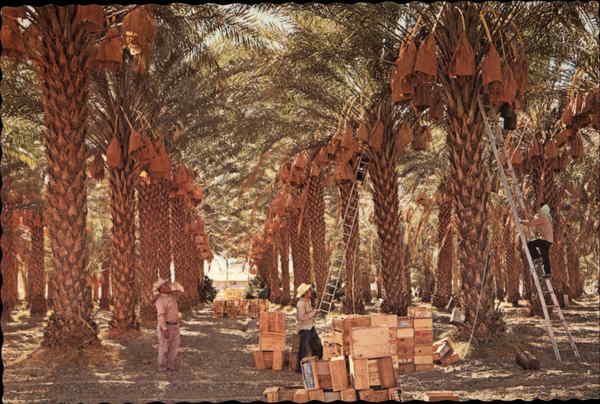 Date Harvest Farming