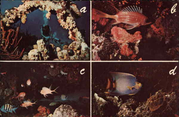 Virgin Islands Underwater Wonders Fish