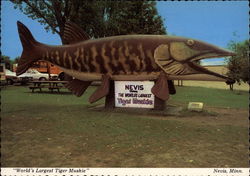 World's Largest Tiger Muskie Nevis Minnesota