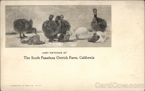Just Hatched at The South Pasadena Ostrich Farm California
