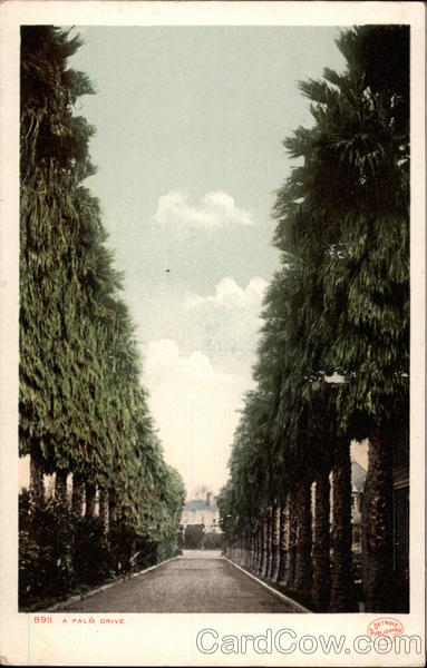 A Palm Drive Trees