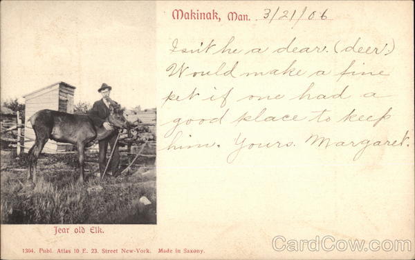 Year old Elk Makinak MB Canada Manitoba