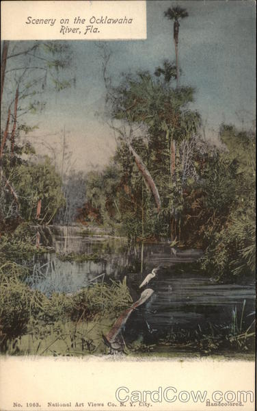 Scene on the Ocklawaha RIver Florida