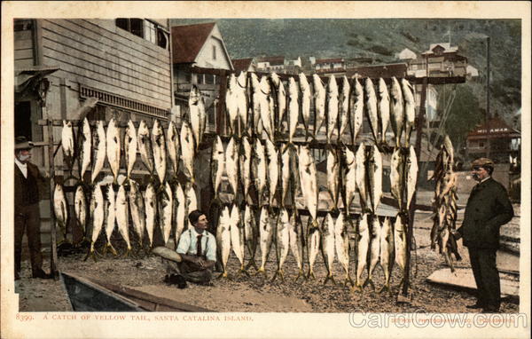 A Catch of Yellow Tail Santa Catalina Island California