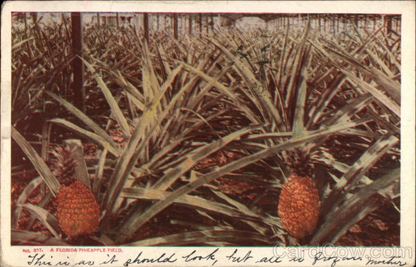 A Florida Pineapple Field Fruit