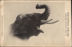 Elephant Saluting, New York Zoological Park Postcard