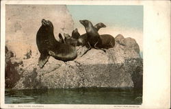 Seals Sunning on the Rocks Postcard