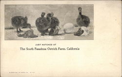 Just Hatched at The South Pasadena Ostrich Farm California Postcard Postcard