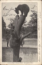 "Cubs at Play" - Forest Park Springfield, MA Postcard Postcard