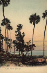 On the Indian River Florida Postcard Postcard