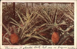 A Florida Pineapple Field Postcard