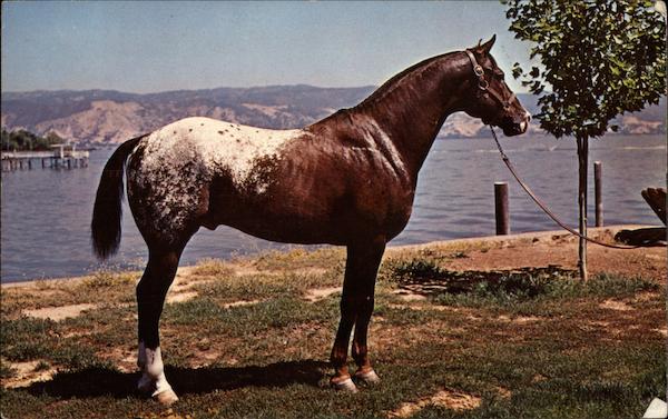 M-Bar's Whatta-Chief Pope Valley California Horses