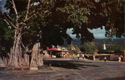 Tree near beach Kailua, HI Postcard 