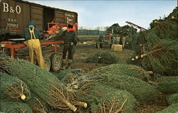 Harvesting Christmas Trees in Indiana County Postcard