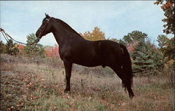 Emerald's Cochise Horses Postcard Postcard