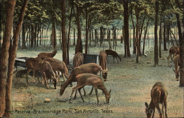 Deer Reserve - Brackenridge Park San Antonio Texas
