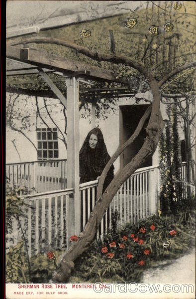 Sherman Rose Tree Monterey California