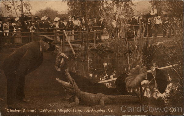 Chicken Dinner. California Alligator Farm Los Angeles