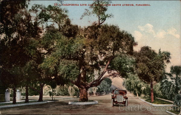California Live Oak on Orange Grove Avenue Pasadena