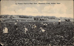 La France Fruit & Plant Farm, Strawberry Field Postcard