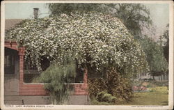 Lady Banksia Roses Postcard