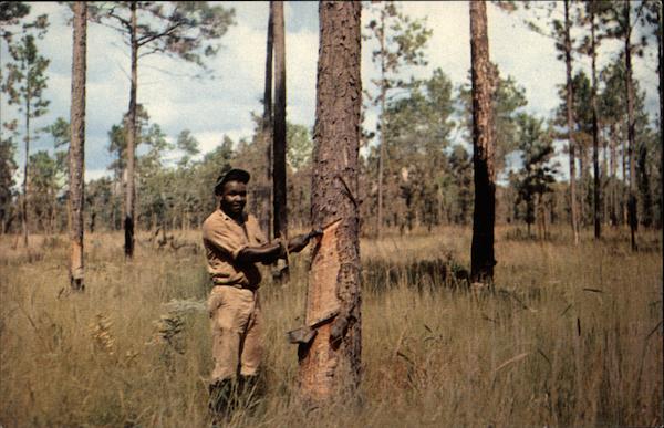 Gathering Pine Gum or Resin Georgia