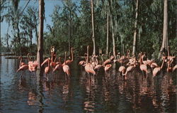 Treasure Island Postcard