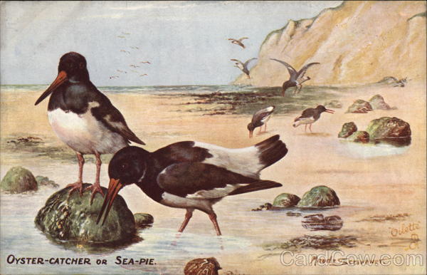 Oyster-Catcher or Sea-Pie Birds